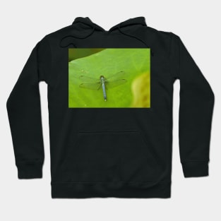 Dragonfly on lotus leaf Hoodie